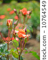 Roses, Oranges, Plants, Princess Michiko, Flowers and Buds, May - June 10764549