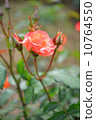 Roses, Oranges, Plants, Princess Michiko, Flowers and Buds, May - June 10764550