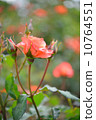 Roses, Oranges, Plants, Princess Michiko, Flowers and Buds, May - June 10764551