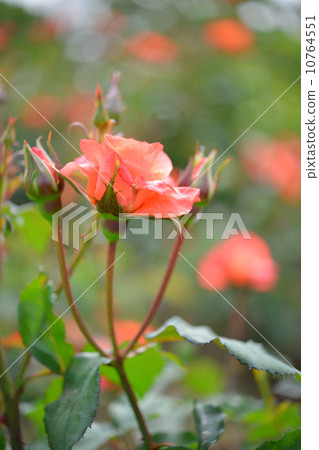 玫瑰，橘子，植物，公主美智子，鮮花和芽，5月至6月 10764551