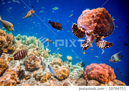 Eretmochelys imbricata 10764751