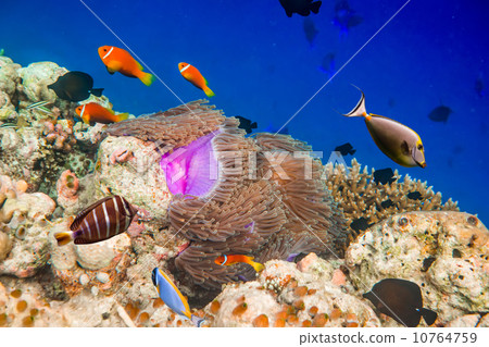 Tropical Coral Reef. 10764759