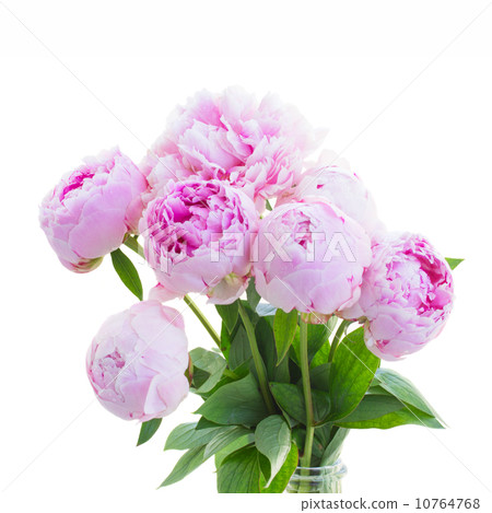 bouquet of pink peonies  10764768