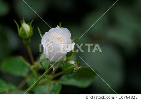 White rose flower · Cult blanche 10764828