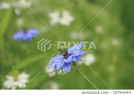 Nigella spotted 10764944