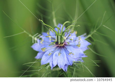 Nigella spotted 10764945