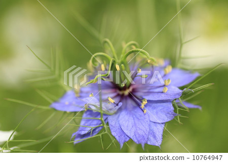 Nigella spotted 10764947