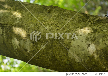 Tree trunk 10764954