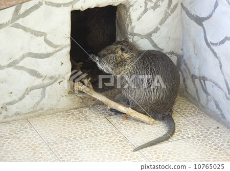 Capybara Capybara 10765025