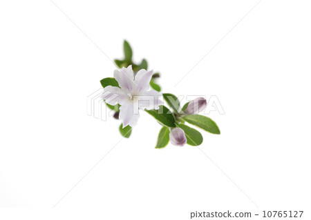 White stem flower White stem flower 10765127