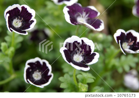 Nemophila·Menzies'Penny Black' 10765173