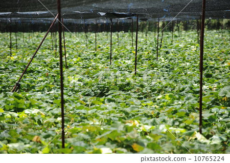 Wasabi Farm Wasabi Farm 10765224
