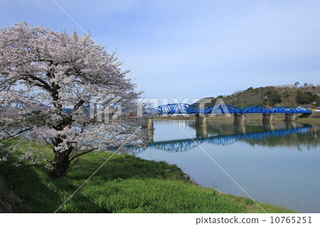 Cherry blossoms along the Yura River and a blue bridge Cherry blossoms along the Yura River and a blue bridge 10765251