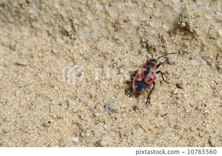 A Firebug in the Sand Right 10765560