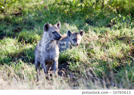Couple of Spotted Hyena 10765613