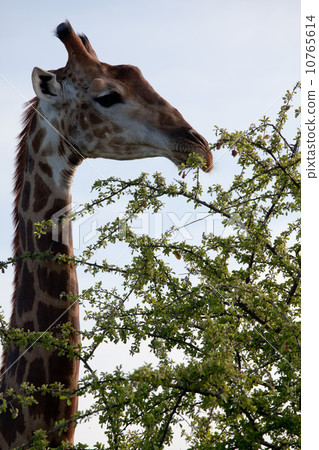 Watching Giraffe Watching Giraffe 10765614