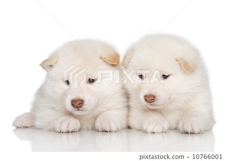 Shibainu puppies Shibainu puppies 10766001