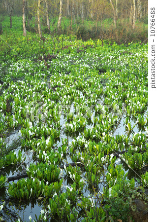 秋田Yuri本莊市 10766488