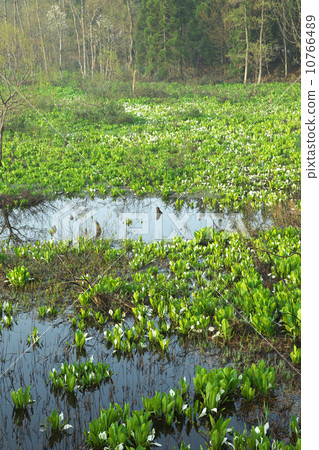 秋田Yuri本莊市 10766489