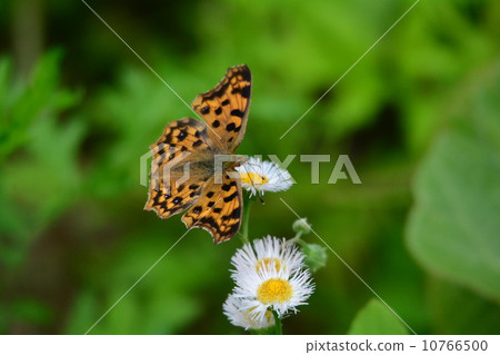 黃鉤蛺蝶 10766500