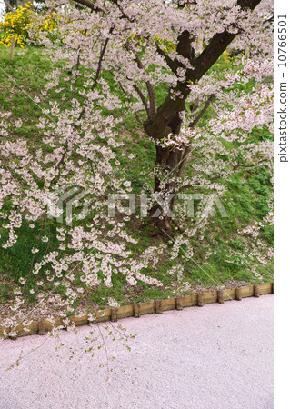 弘前城弘前青森 10766501