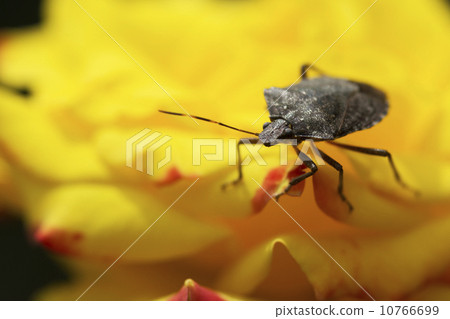 羅斯花兔子臭蟲 10766699