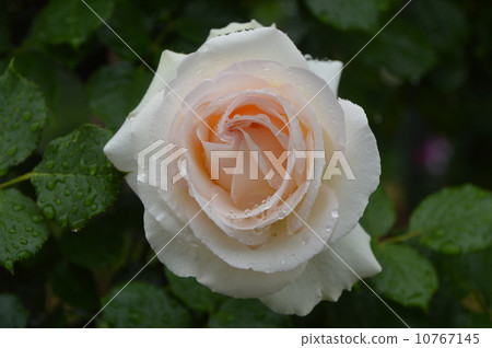 The longest rose in Japan Tunnel Heisei Forest Park May The longest rose in Japan Tunnel Heisei Forest Park May 10767145
