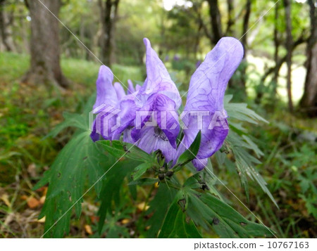 Yamama Torikabuto (mountain birds helmet) flowers 10767163