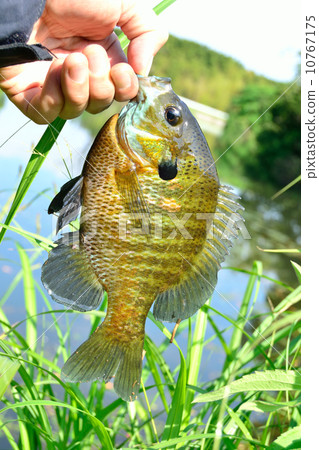 Blue Gill 10767175