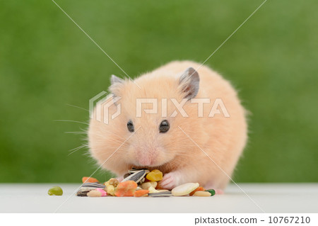 Cheekbaited Kinkama Hamster Cheekbaited Kinkama Hamster 10767210