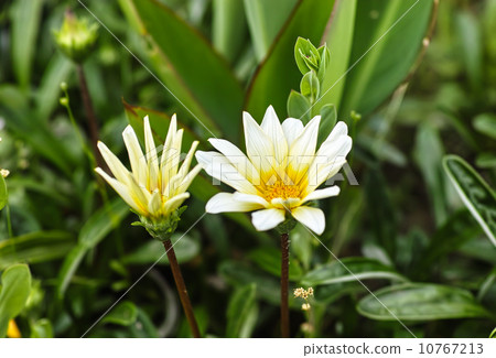 Dimorphoseca 10767213