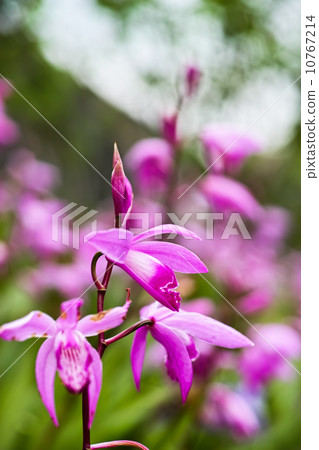 Zuran siran 10767214