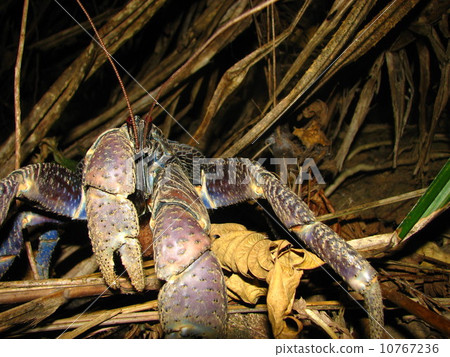 coconut crab 10767236