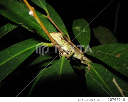 南方的Saxilla kinohoritokage 南方的Saxilla kinohoritokage 10767240