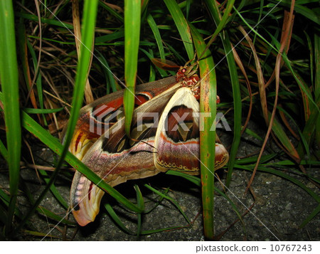 Jonagunisan Jonagunisan 10767243