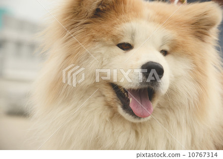 Akita Dog Long Hair Type Stock Photo 10767314 Pixta