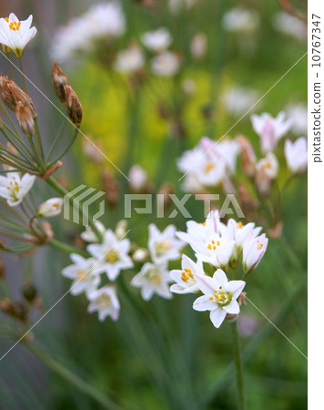 Allium Rosemium 10767347