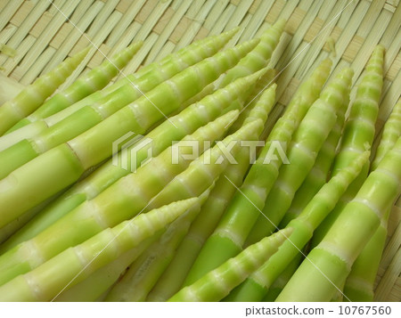bambooshoot bambooshoot 10767560