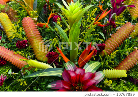 Bromeliad Flowers Bromeliad Flowers 10767889