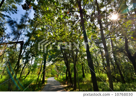 Taitung Forest Park 10768030