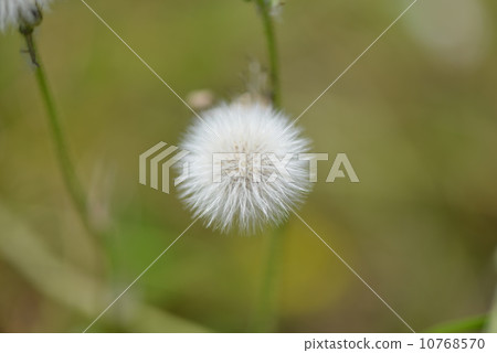 Onitabirako's fluff Onitabirako's fluff 10768570