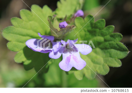 Oyster flower flowers Oyster flower flowers 10768615