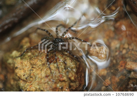 A living thing spider A beautiful spider that blends into the landscape of the waterfront, a thorny eyebrow 10768690