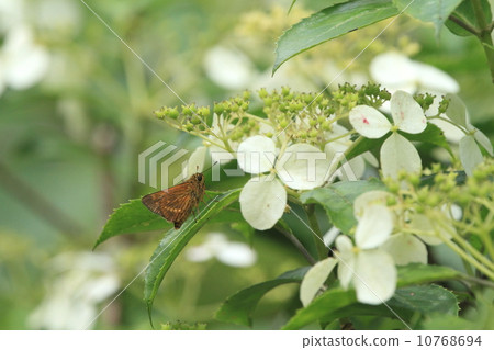 Climbing insects near living creatures Climbing top, resting at Yaeyama Containrigi Asahina Kimadarase Celery ② 10768694