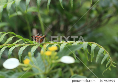生物昆蟲Asahinaki Madaraseri，展開翅膀，停在蕨類植物的葉子上 10768695
