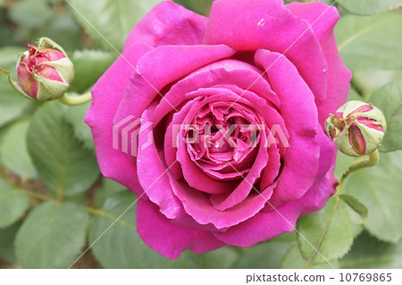 An eternal promise rose 10769865