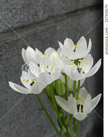 Ohnisogaram·阿拉伯語 10769870