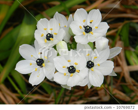 Ohnisogaram·阿拉伯語 10769872