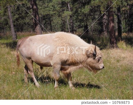 美洲 北美野牛 美利堅合眾國 10769873