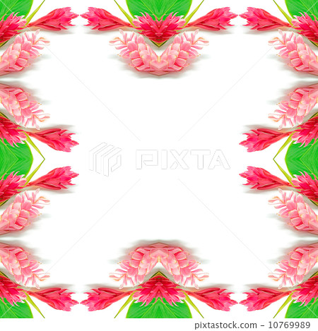 Ginger flower 10769989